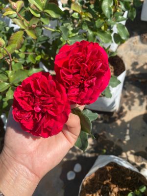 กุหลาบโมนาลิซ่า สีแดง ดอกบานทนมากเลี้ยงง่าย