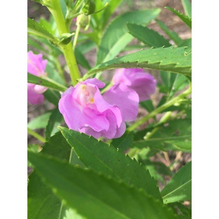 เมล็ดเทียนไทยดอกซ้อนสีชมพูหวาน