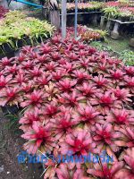 หน่อ-แฟรี่ไนซ์# เกรส #ต้นสับประรดสี#สับปะรดสี##bromeliad# ต้นไม้สวยงาม# ไม้ประดับ# ใบสีสวย#ตกแต่งสวน# ปลูกตกแต่งบ้าน# ไม้มงคล#ต้นไม้ดูดซับสารพิษ #ขายราคาส่ง# มือใหม่หัดเลี้ยง