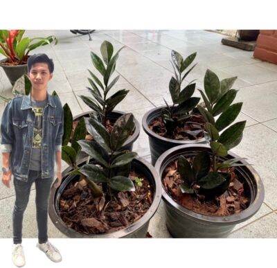 ลืมรดน้ำได้ 💚 ต้นกวักมรกตดำ กระถาง 6️⃣.5️⃣  นิ้ว(zamioculcas zamiifolia black)สูง15-25 cm.กวักดำ กวักนิลต้นไม้มงคล โขดสวย ไม้ฟอกอากาศ เสริมโชคลาภฟอร์มสวยทุกต้น