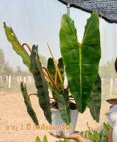 ก้านส้ม แม่ด่าง (Philodendron billietiae) กระถาง 3"