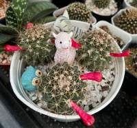 แมมหนามพิกุล (MondMage Cactus)