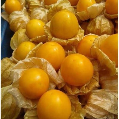 เมล็ดพันธุ์ เคปกู๊ดเบอร์รี่ หรือโทงเทงฝรั่ง (Cape gooseberry Seed) บรรจุ20 เมล็ด