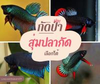 ปลากัด Betta fish เลือกชนิดได้ กัดใต้ อีสาน หม้อมาเลย์  หางใบโพ ปลากัดสำหรับแข่ง สายโหด จัดส่งฟรี มีรับประกัน เก็บเงินปลายทาง