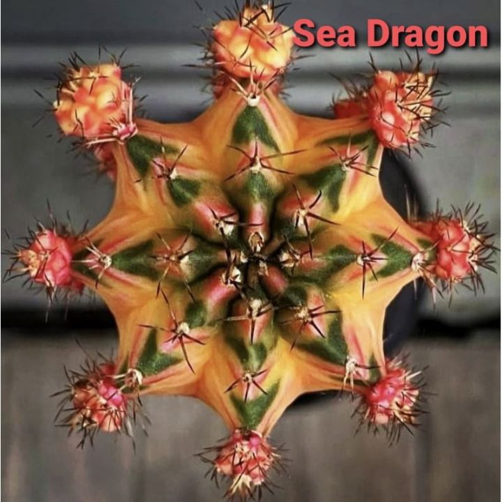 หน่อเด็ดสด แคคตัส ยิมโน Sea Dragon ด่างสวย