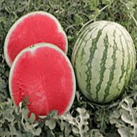 เมล็ดพันธุ์ แตงโม ไร้เมล็ด แตงโมไม่มีเมล็ด เนื้อสีแดง (WATERMELON) บรรจุ 10 เมล็ด