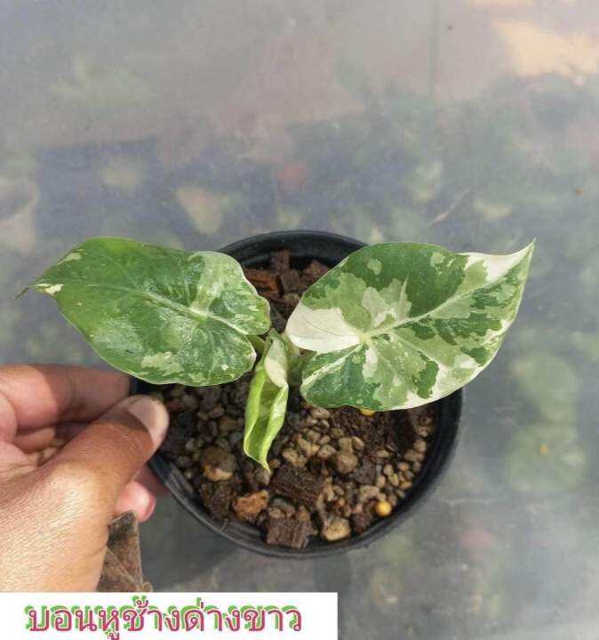 ไม้ด่าง-บอนหูช้างด่างขาว-alocasia-gageana-albo-variegated-คัดต้นด่างแล้วส่ง-ไม่ต้องลุ้น-กระถาง4นิ้วรากเดินดี-ต้นหูช้าง-ช้างขาว-ต้นช้างขาว-หูช้างด่าง-รอดแล้วรากเดินดี-รดน้ำวันละครั้ง-ชอบที่ล่มรำไร-ไม่ค