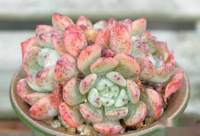 Trs Live Import Succulent 雪爪进口多肉植物 Ready Stock With Pot And Soil Lazada