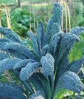 Black Magic Kale Seed ? เมล็ดพันธุ์ คะน้าเคล ผักเคล (นำเข้าจากอเมริกา) 30เมล็ด