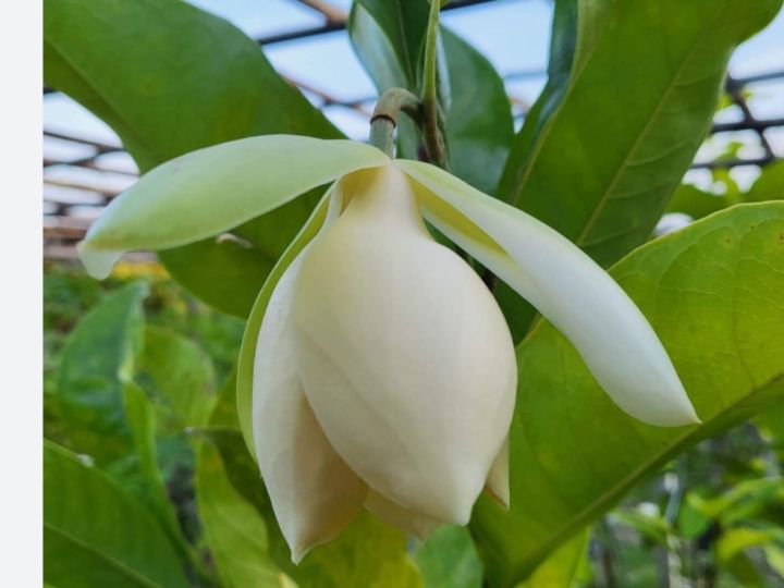 ต้นมณฑารัตน์-ติดดอกเร็ว-ดอกสีขาวนวล-กลิ่นหอม-สูง60-70ซ-ม-แบบกิ่งตอน