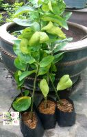 กิ่งตอนต้นมะนาวไร้เมล็ด seedless lime tree cuttings ใหัผลรสเปรี้ยวไม่มีเมล๊ด