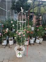 ซุ้มกุหลาบ ซุ้มไม้เลื้อย โครงกุหลาบ rose arch pergola