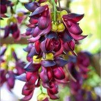 เมล็ดพันธุ์ พวงโกแมน สีม่วง ดอกสวย ( Evergreen Mucuna Stem ) พันธุ์แท้ 100% บรรจุ 4 เมล็ด