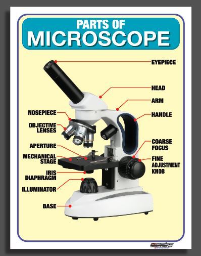 EDUCATIONAL TARPAULIN CHART PARTS OF MICROSCOPE 45X60CM | Lazada PH