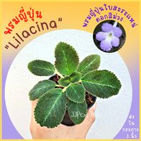 พรมญี่ปุ่นใบสะระแหน่ "ไลลาซิน่า" (Lilacina) ดอกสีม่วง ใบสีเขียวแกมน้ำตาล ใบแคระ พันธ์ุหายาก  (กระถาง 3 นิ้ว) มีหลายต้นใน 1 กระถาง