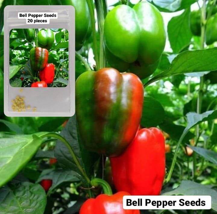 Bell Pepper Seeds 20 Pieces Lazada Ph