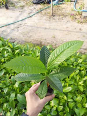 ต้นผ่าด้าม🌳🌿🍏(เพาะเมล็ด)🍏🌿สมุนไพรเพื่อสุขภาพ ช่วยชูกำลังบำรุงร่างกาย ต้นสวยพร้อมปลูก