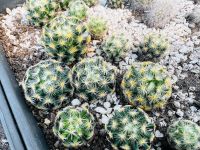 แมมขนนกเหลือง Mammillaria schiedeana