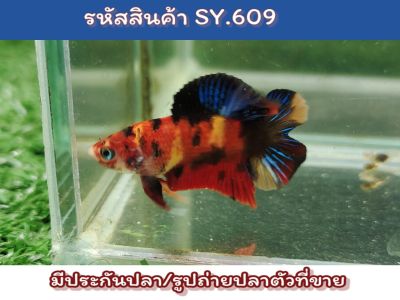 ปลากัดนีโม่สองหาง (Young Male Nemo DT) เพศผู้ เป็นปลารุ่นสีเต็มขนาด1.4นิ้ว นำไปเลี้ยงขุนต่อจะโต จะสีเต็มสวยขึ้นอีกเยอะ