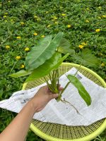 ฟิโลเดนดรอนมรกตเขียว ฟิโลเดนดรอนมรกตหยก ฟิโลมรกตเขียว ฟิโลเขียว Philodendron Burle Marx ตัดสดติดราก 5แถม1