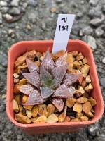 Haworthia Hybird Thailand ขนาดกระถาง 2 นิ้ว จัดส่งทั้งกระถาง รหัส ข.181-200