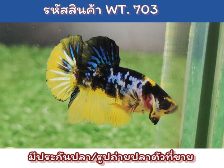 ปลากัดเยลโล่-เพศผู้-ปลารุ่นขนาด1-4-ขุนโตสีสวยได้อีก