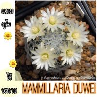 ⚪️? แมมดูไว ไร้หนาม ‼️mammillaria duwei ?⚪️ สายแมม สายขาวๆฟุ้งๆ ต้องมีแมมดูไวค่ะ ราคาเบาๆ น้องแตกหน่อเองนะคะ ขนาดต้น 3 cm คุ้มอีกแล้ว ‼️