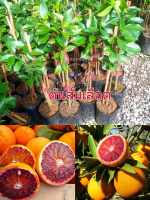 ?ต้นส้มสีเลือด พันธุ์โมโล (Moro Blood Orange)เนื้อในสีแดง น้ำส้มแดงเหมือนน้ำเลือด หวานอร่อย หายาก ส้มลูกผสมสายพันธุ์นี้มีถิ่นกำเนิดอยู่แถบเมดิเตอร์เรเนียน