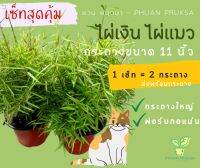 ?ชุดใหม่?ไผ่เงิน?ไผ่แมว?Bamboo Plants เซ็ท 2 กระถางใหญ่ (กระถาง 11") ไผ่แมวกิน พืชสมุนไพรของเหล่าเจ้าเหมียว ส่งพร้อมกระถาง (1ออเดอร์จัดส