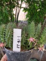 Huernia verekeri in 4" pots