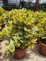 Euphorbia poissonii variegated  ทองอำพัน  มังกรทองต้นไม้อวบน้ำ Euphorbia poissonii variegated ไม้อวบน้ำด่างแสนสวย สีสันของใบออกเหลืองทอง เป็นไม้เลี้ยงกลางแจ้ง .