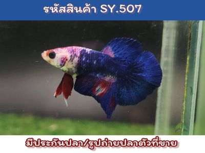 ปลากัดนีโม่กาแล็คซี่ เพศผู้ เครื่องใหญ่พร้อมรัด ขนาด 1.4-1.5