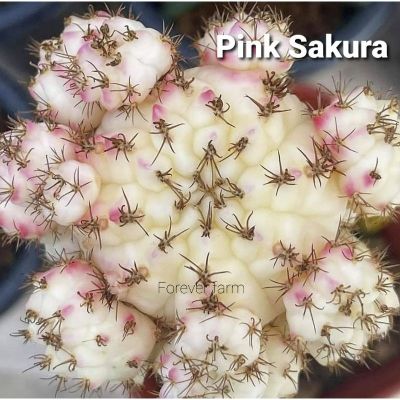 แคคตัส ไม้กราฟ ยิมโน พิงค์ซากุระ (Pink Sakura) สีสวยหวาน
