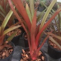 Bergundy แดด100%# สับปะรดสี#bromeliad # ต้นไม้สวยงาม# ไม้ประดับ# ตกแต่งสวน# ปลูกตกแต่งบ้านหรือคอนโด# ไม้มงคล# ขายราคาถูก