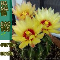 ??ฮามาโตะ แคคตัส HAMATO CACTUS ไซร์ออกดอก ขนาด 3-4 cm ต้นเขียวน่ารัก สีดอกสีเหลืองสด ติดฝักง่ายมาก เหมาะสำหรับสาวกเพาะเมล็ดด้วยจ้า คุ้มๆต้นสวยๆมีมากมาย ??