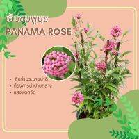 เข็มชมพูนุช Panama Rose