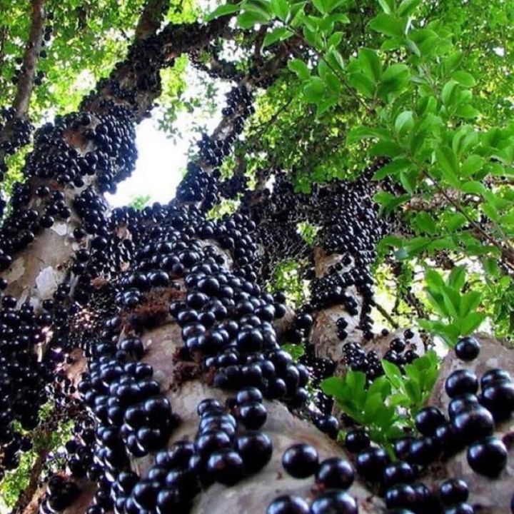 AE Anak Pokok Anggur Brazil / Brazilian Grape / Jauticaba | Lazada