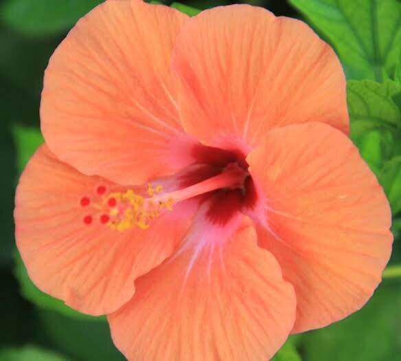 Orange Gumamela "Hibiscus" plant or Stem Cutting Lazada PH