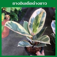 ยางอินเดียด่างขาวแท้ 30-35cm. วัดจากโคนต้นล็อตใหม่ด่างสวยแข็งแรง รากมาเต็ม (Ficus elastica variegata)