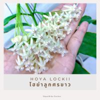 โฮย่าลูกศรขาว Hoya lockii