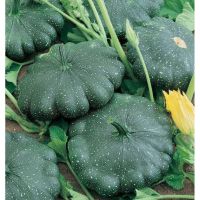 เมล็ด ฟักทอง จานบิน สีเขียว ( flying saucer pumpkin seeds )  บรรจุ 5 เมล็ด