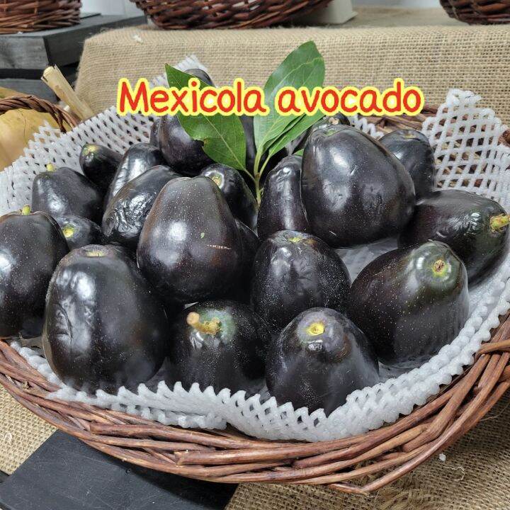 ต้นอะโวคาโด-เสียบยอด-mexicola-avocado-เม็กซิโคล่า-กินผลได้ทั้งเปลือกและใบ