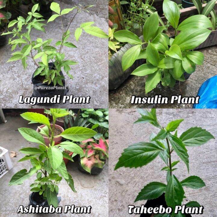 Herbal / Medicinal Plants (Ashitaba, Lagundi etc.) Well Rooted COD Available Lazada PH