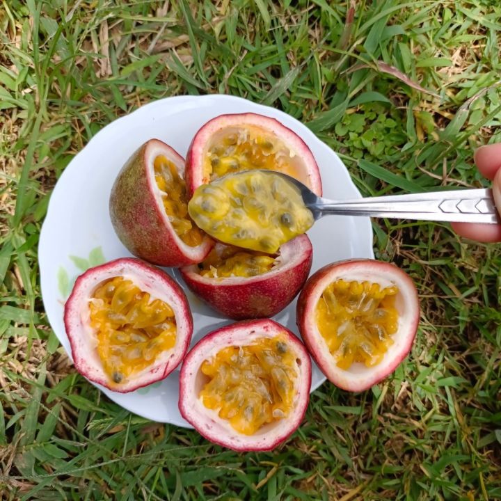 1-กก-เสาวรสพันธุ์ไทนุง-เก็บใหม่สดทุกวันจากสวนเชียงราย-passion-fruit-หวานอมเปรี้ยว