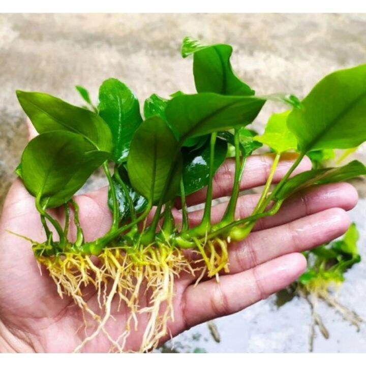 Anubias Golden Indukan Tanaman Aquascape Aquarium Lazada Indonesia