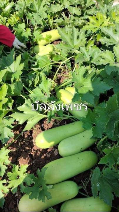 บรรลังก์เพชร-50-กรัม