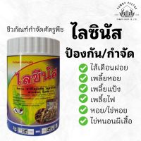 ชีวภัณฑ์ ไลซินัส  เชื้อรา พาซิโลมัยซิส ไลลาซินัส  50 กรัม