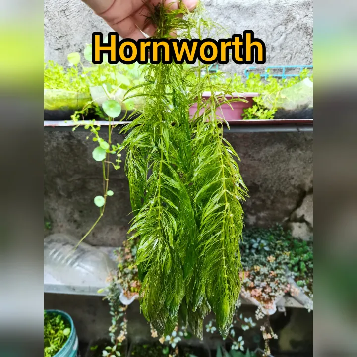 2 Hornworth Aquatic Plant with FREE 2 Snail Aquarium Cleaner Lazada PH