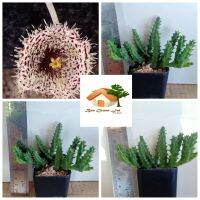 เก๋งจีนดอกลายขนฟุ้งๆ ฟอร์มกอ Huernia hystrix