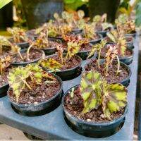 บีโกเนียลายเสือ Begonia Tiger Paw บีโกเนียไทเกอร์